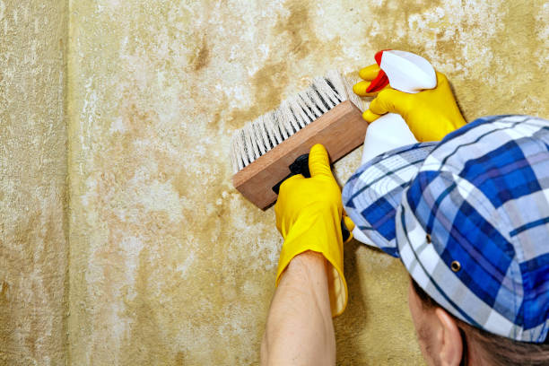 Mold Documentation for Insurance Claims in Lawson Heights, PA